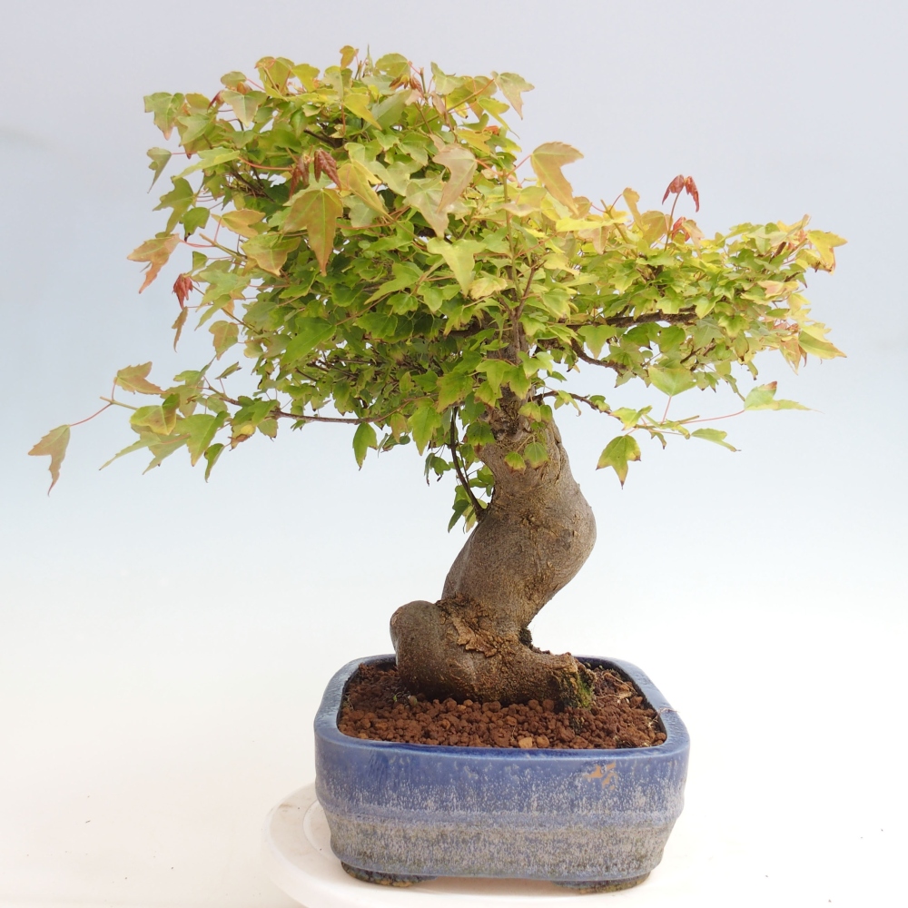 Bonsai da esterno - Acer Buergerianum - Acero di Burger