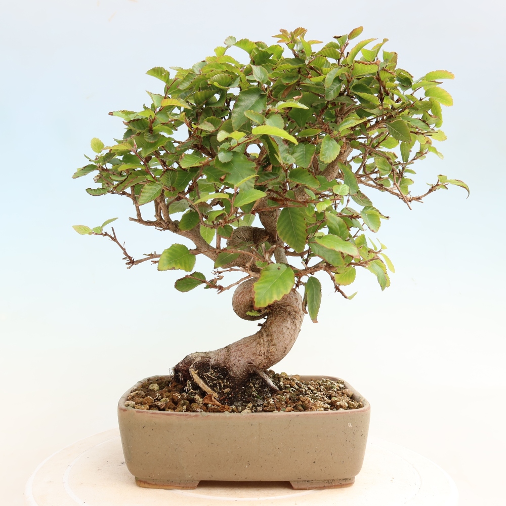 Bonsai da esterno -Carpinus CARPINOIDES - Carpino coreano