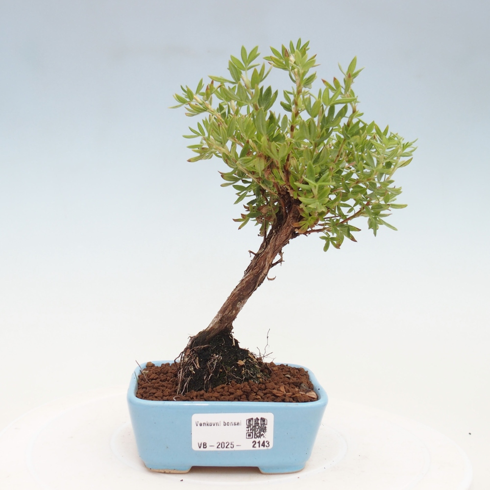 Bonsai da esterno - Potentila fruticosa yellow Bird