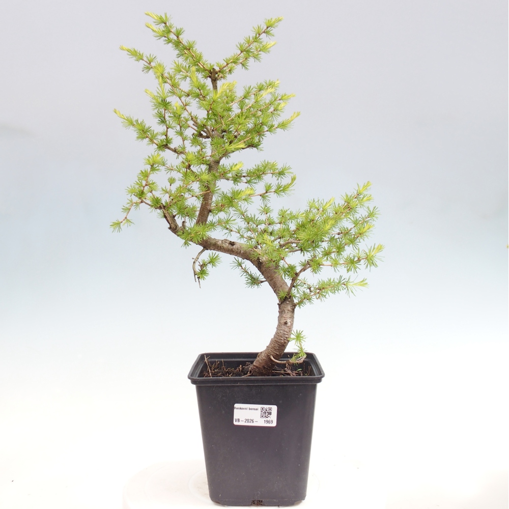 Bonsai da esterno -Larix decidua - Larice