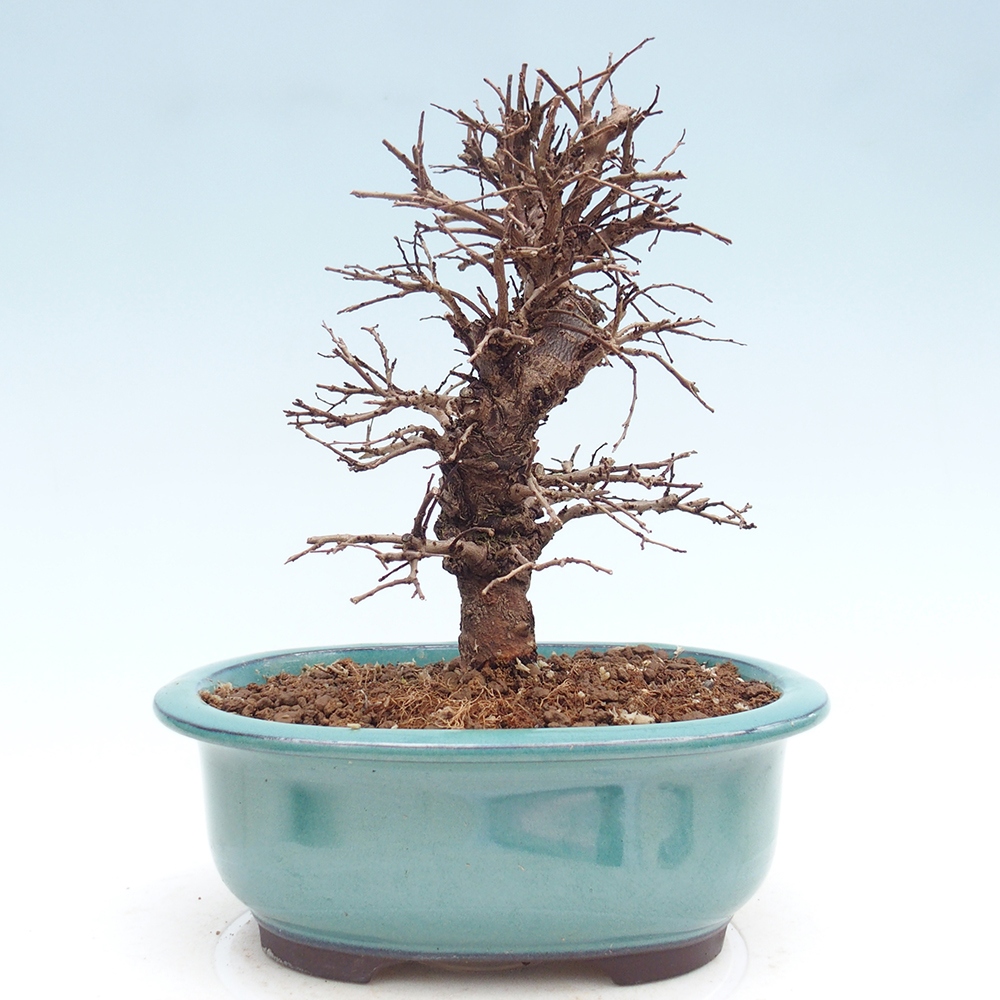Bonsai da esterno - Zelkova - Zelkova NIRE