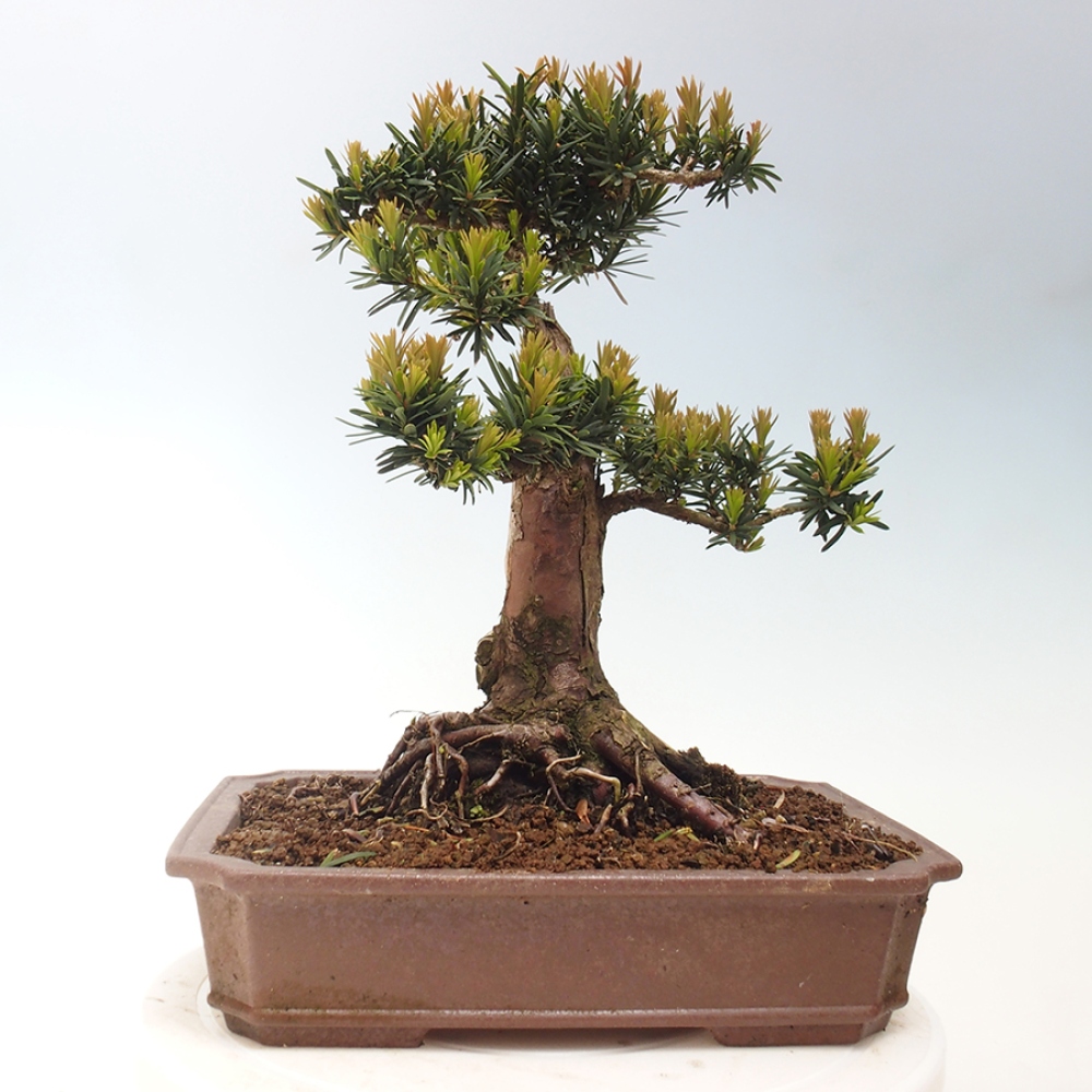 Bonsai da esterno - Taxus cuspidata - Tasso giapponese