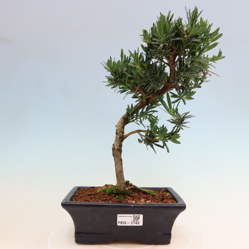 Camera bonsai - Podocarpus - Tasso delle pietre