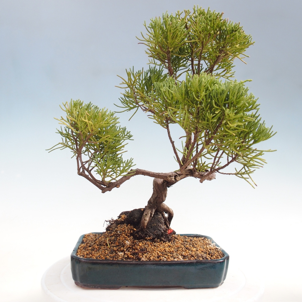 Bonsai da esterno - Juniperus chinensis Kishu