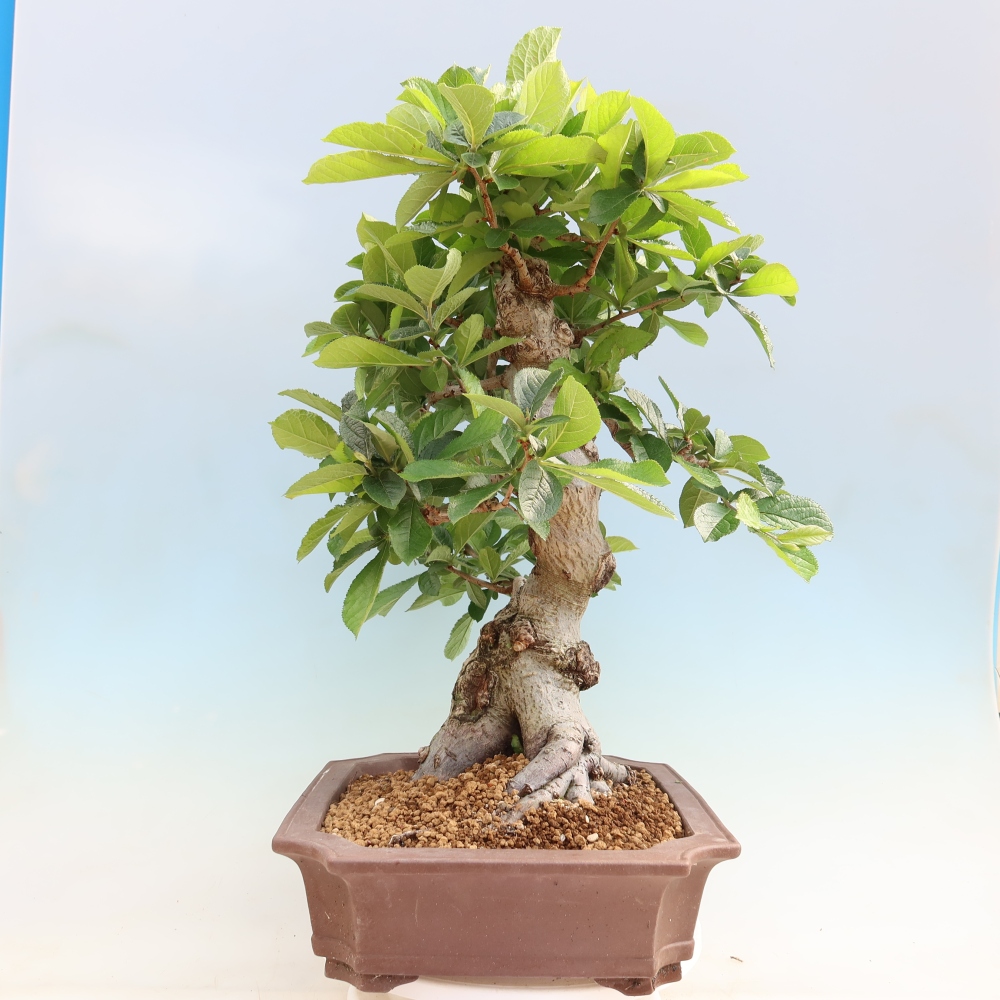 Bonsai da esterno - Photinia villosa