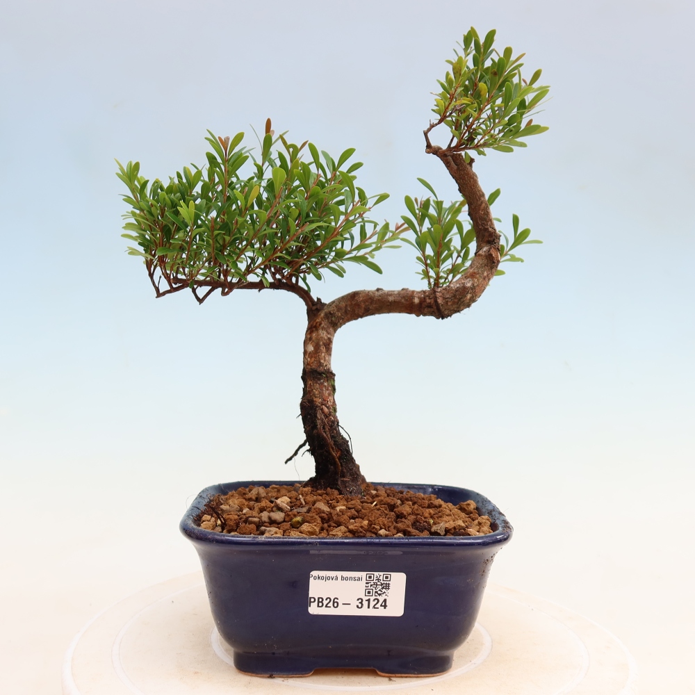 Camera bonsai - Syzygium - Pimento