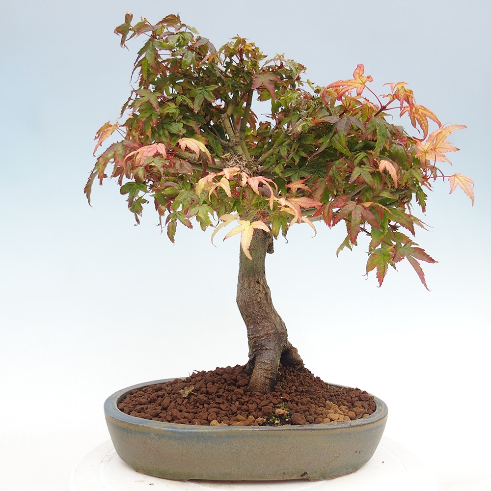 Acer palmatum KIOHIME - Acero palmato