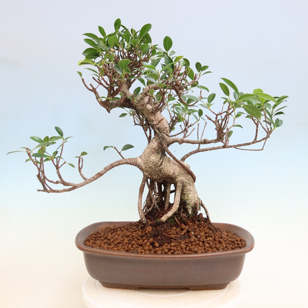 Camera bonsai - Ficus kimmen - ficus a foglie piccole