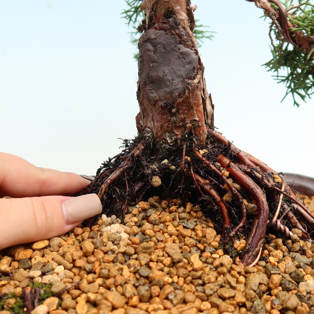 Bonsai da esterno - Juniperus chinensis Kishu