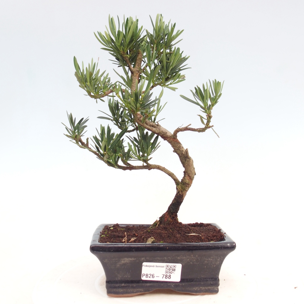 Camera bonsai - Podocarpus - Tasso delle pietre