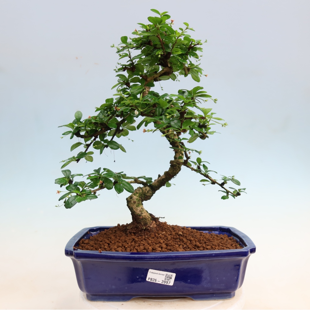 Camera bonsai - Carmona macrophylla - Tea fuki