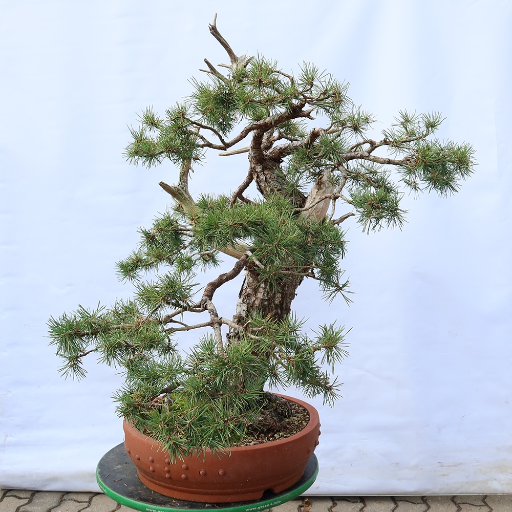 Pinus sylvestris Spagna - pino silvestre
