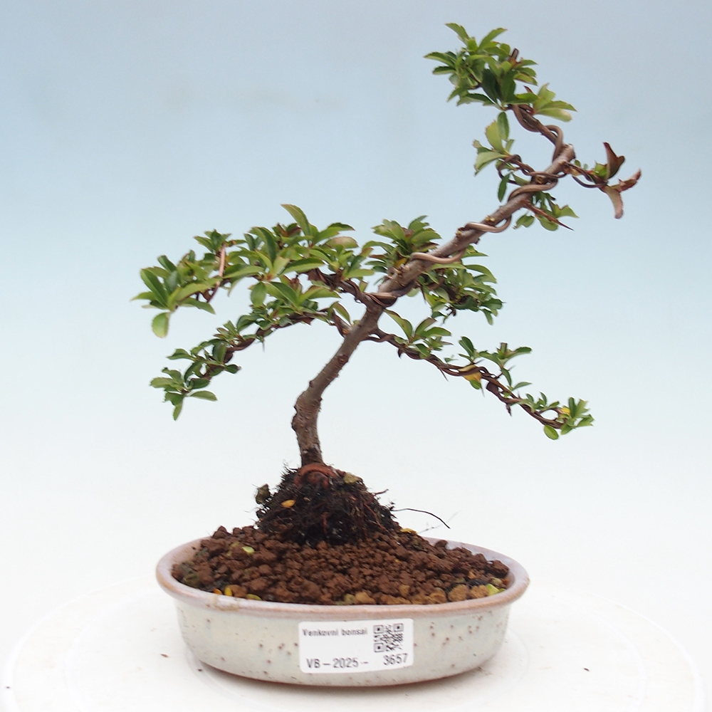 Bonsai da esterno-Pyracantha Teton -Hlox