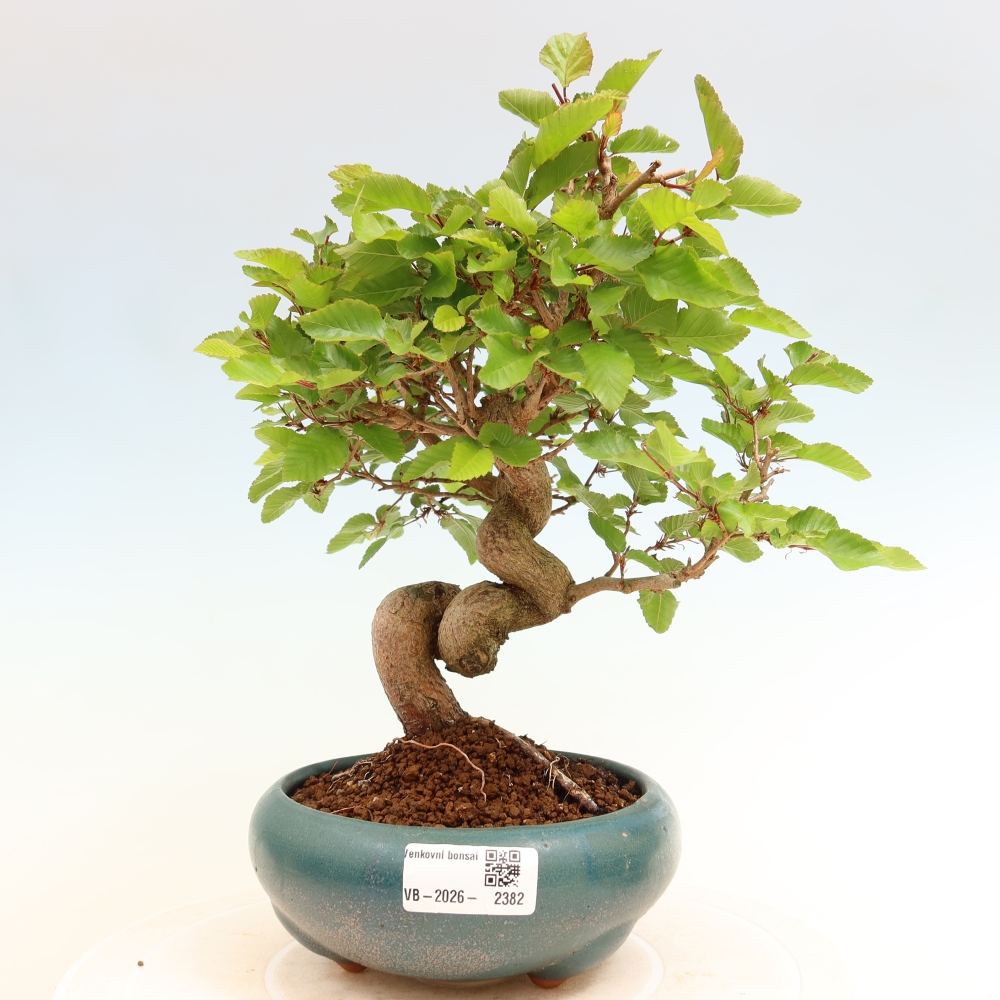 Bonsai da esterno -Carpinus Coreana - Carpino coreano
