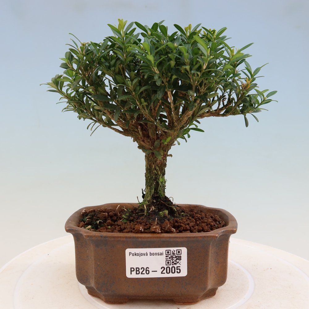 Camera bonsai - Buxus harlandii - buxus da sughero