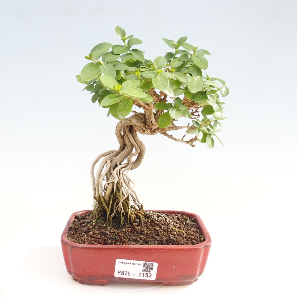 Bonsai da interno - Premna serratifolia - Kozlovna malolista