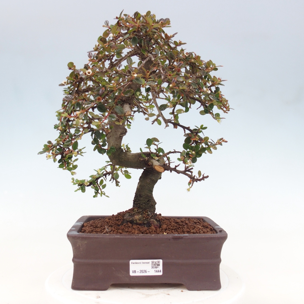Bonsai da esterno - Cotoneaster dammeri - Roccia di Damer