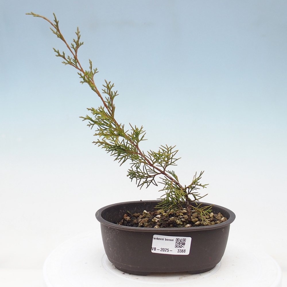 Bonsai da esterno - Juniperus chinensis Itoigawa