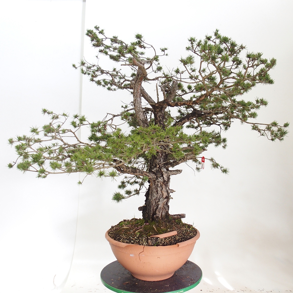 Yamadori - Pinus sylvestris Spagna