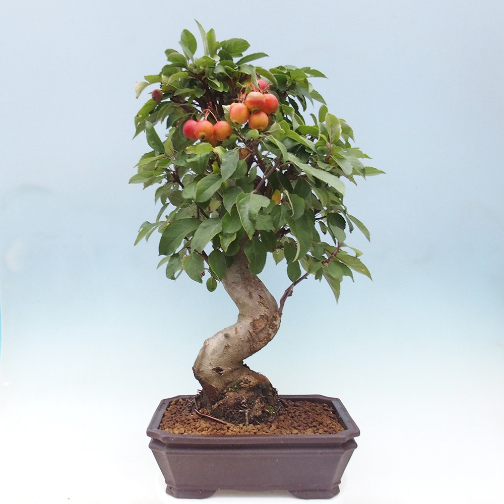 Bonsai da esterno -Malus halliana - Melo a frutto piccolo