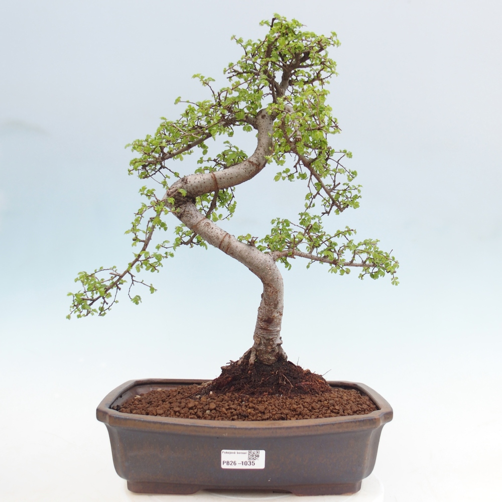Camera bonsai - Ulmus parvifolia - Olmo a foglie piccole