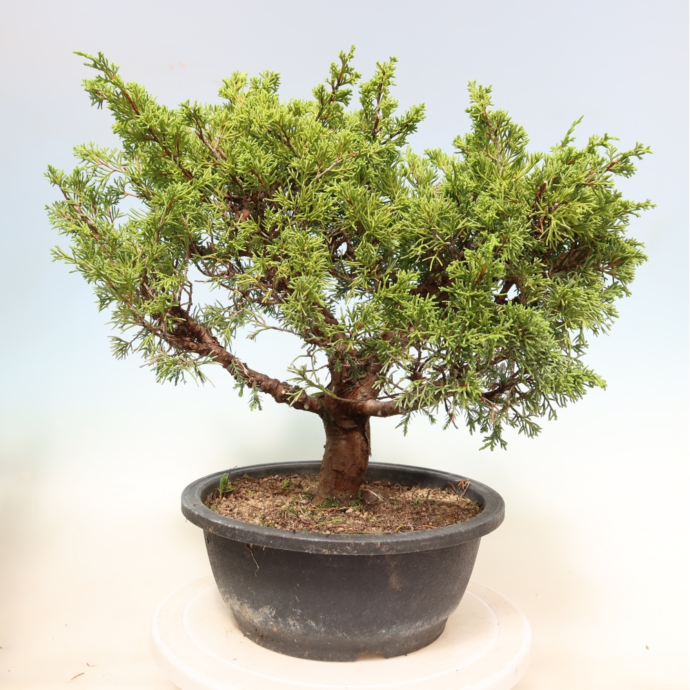 Bonsai da esterno - Juniperus chinensis Itoigawa-Juniperus chinensis