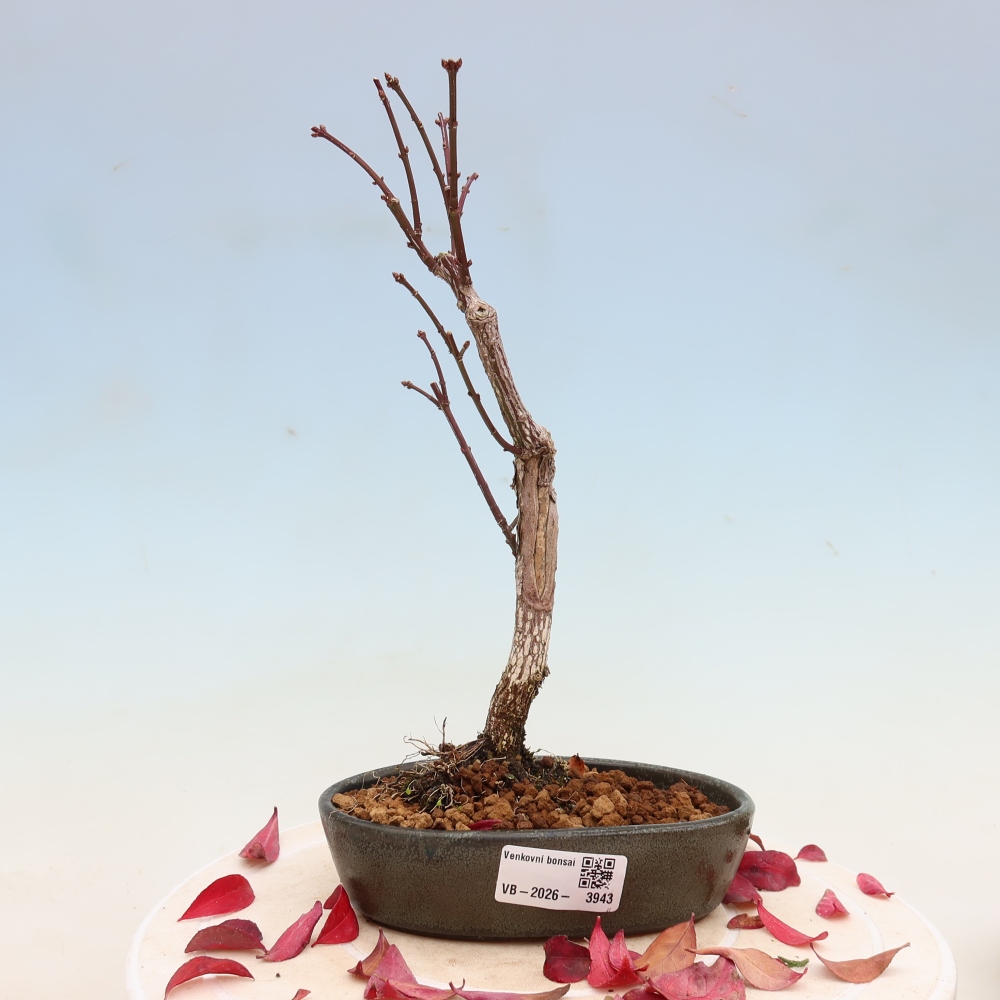 Bonsai da esterno -  Euonymus alatus comactus  - euonymus alato