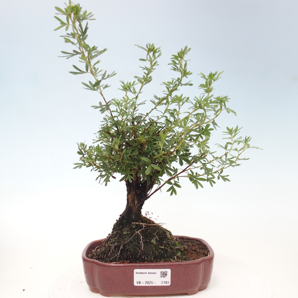 Bonsai da esterno - Potentila fruticosa yellow Bird