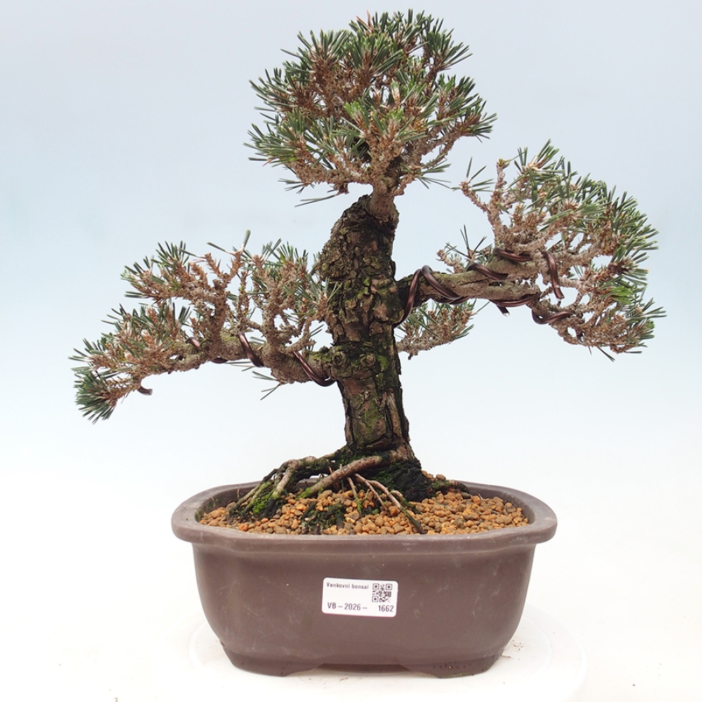 Bonsai da esterno - Pinus thunbergii Kotobuki - Pino di Thunberg