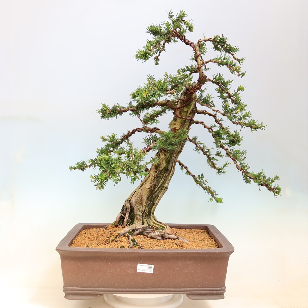 Bonsai da esterno - Taxus baccata  - Tasso rosso