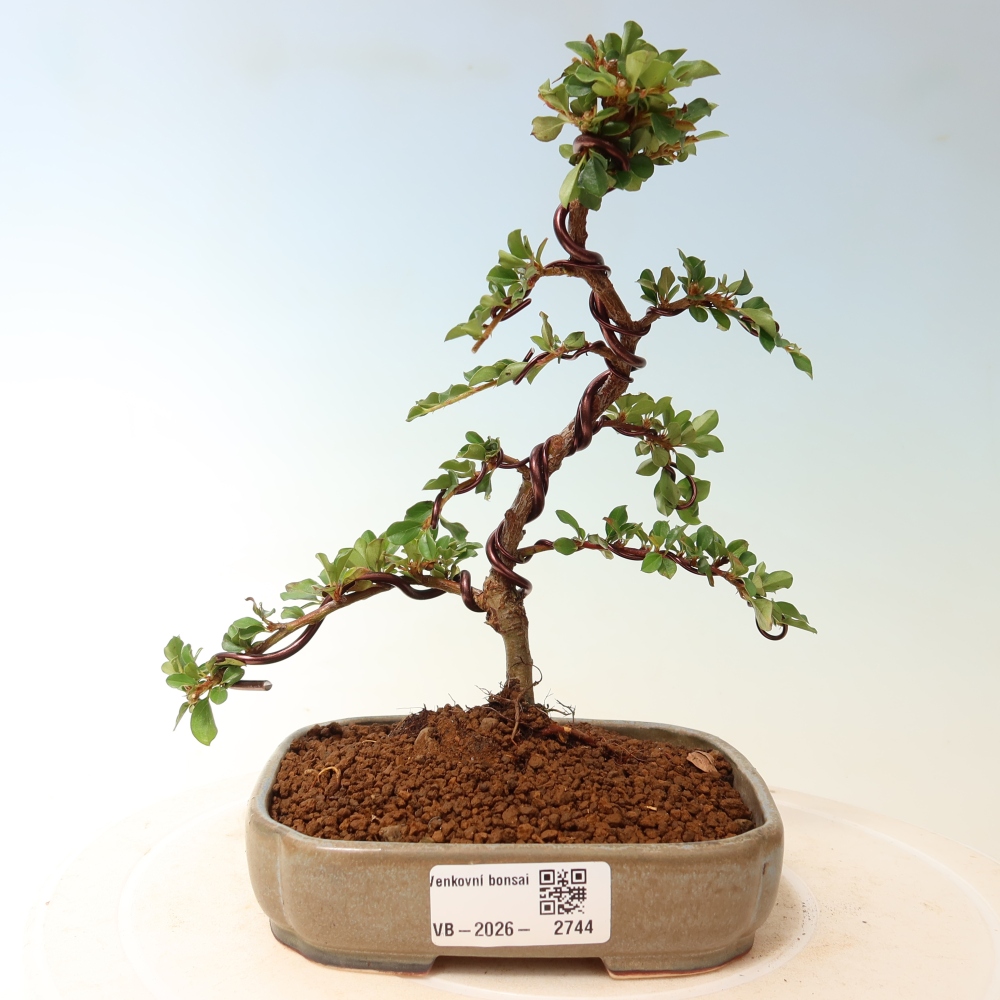 Bonsai da esterno - Cotoneaster horizontalis - Montagna rocciosa