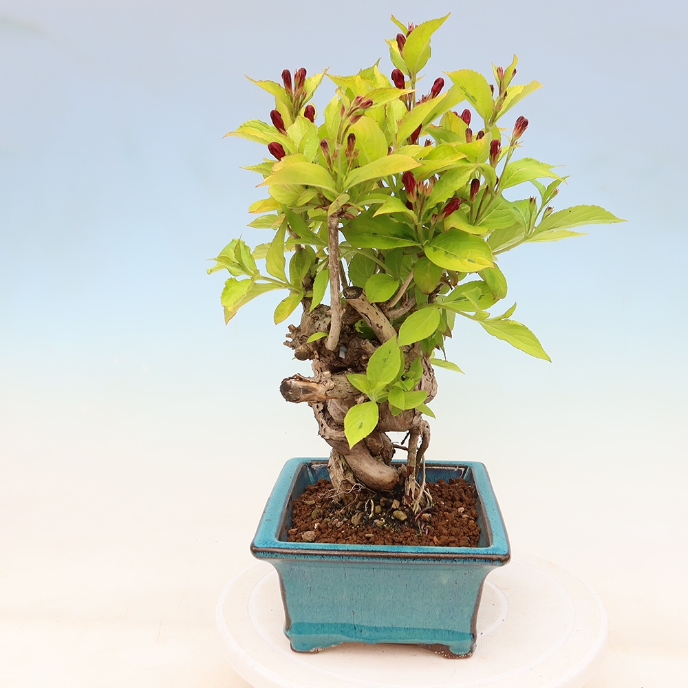 Bonsai da esterno - Weigela subsessilis - Weigela coreana