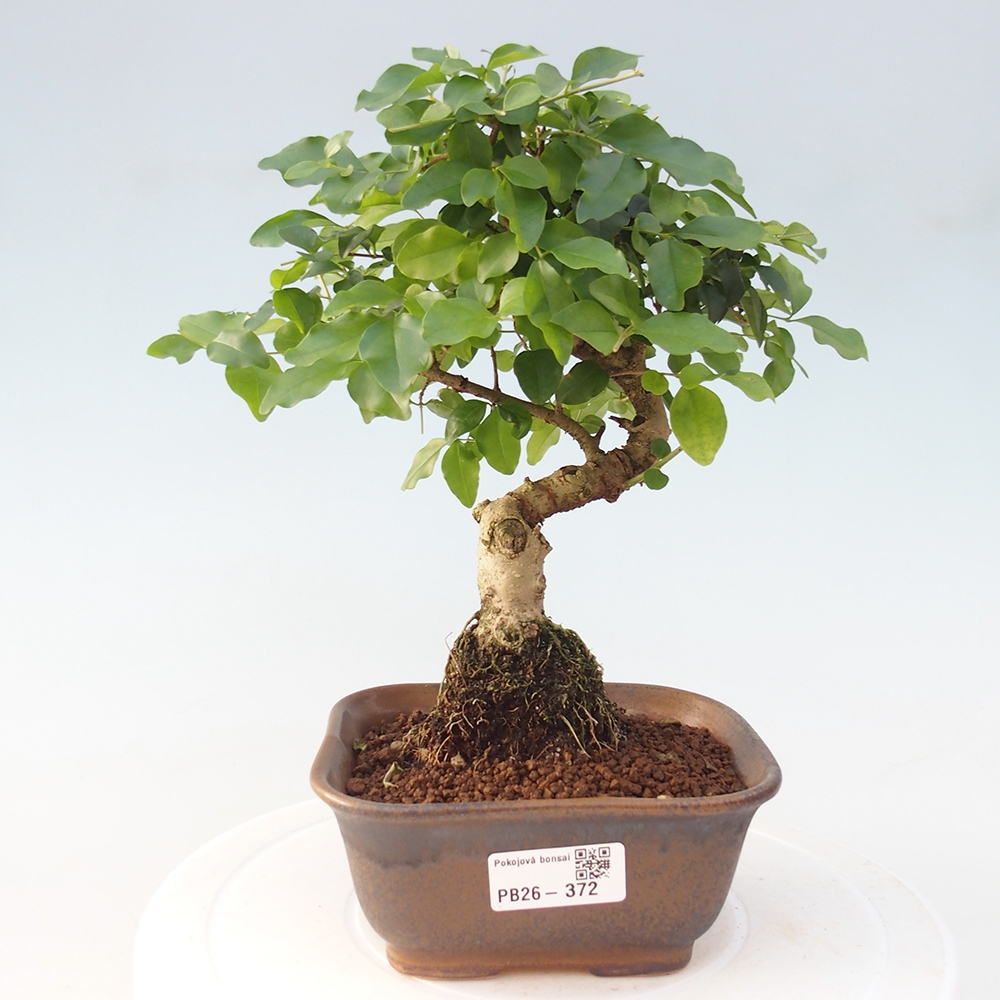 Camera bonsai -Ligustrum chinensis - Becco d'uccello