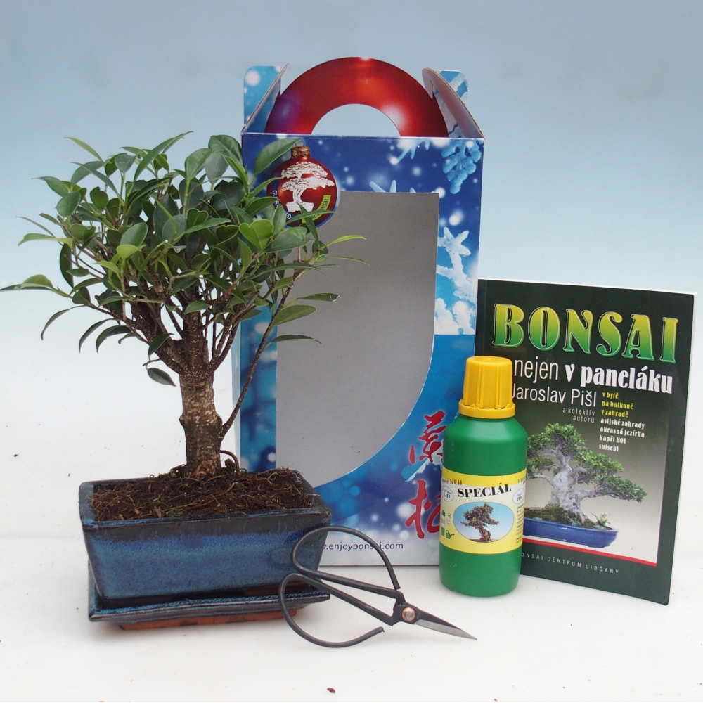 Bonsai da camera in confezione regalo Ficus retusa - Ficus a foglie piccole
