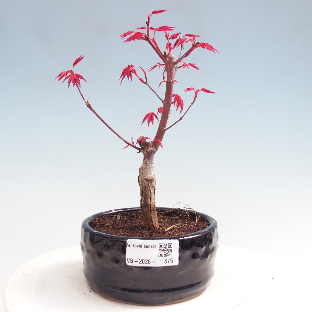 Bonsai da esterno - Acer palmatum DESHOJO