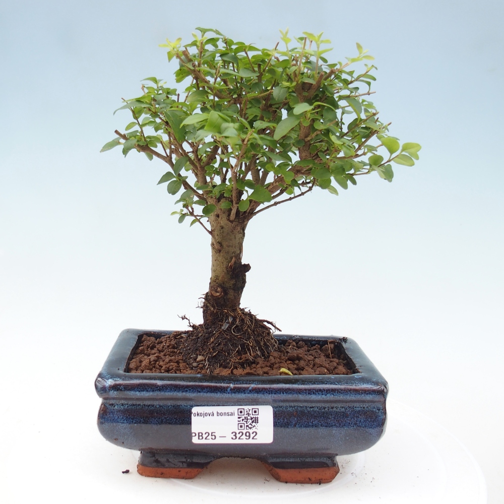 Camera bonsai -Ligustrum chinensis - Becco d'uccello