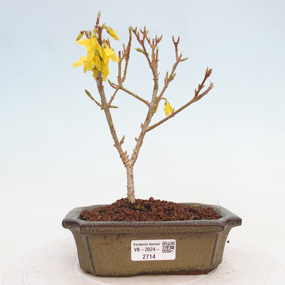 Bonsai da esterno - Zlatice - Forsythia intermedia