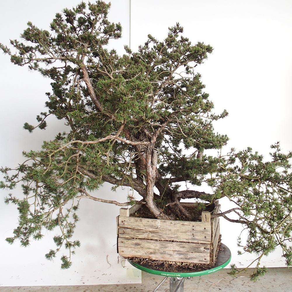 Yamadori - Pinus sylvestris Spagna