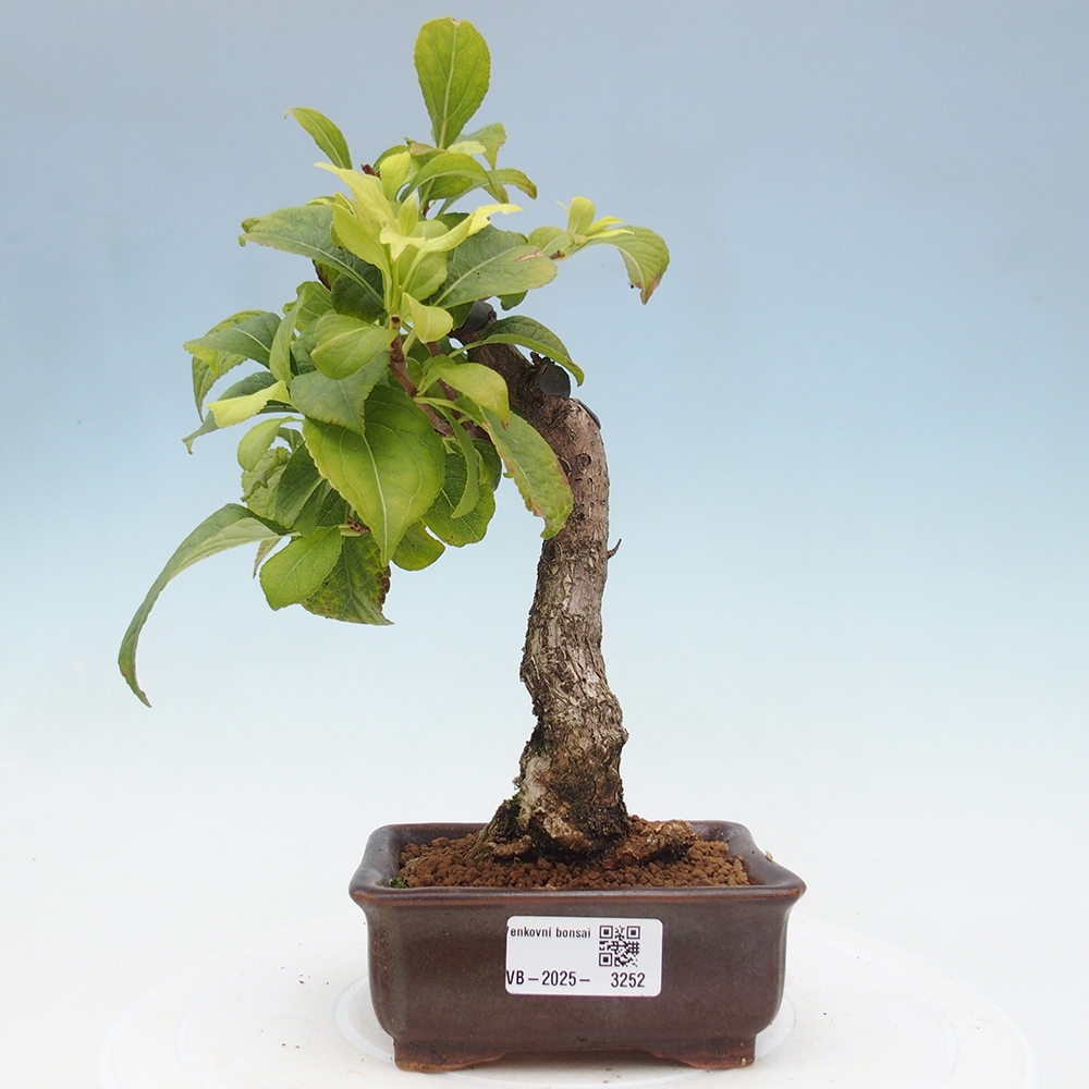 Bonsai da esterno - Celastrus orbiculatus