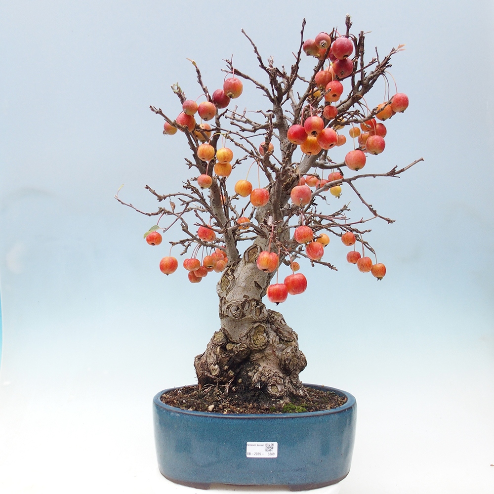 Bonsai da esterno -Malus halliana - Melo a frutto piccolo