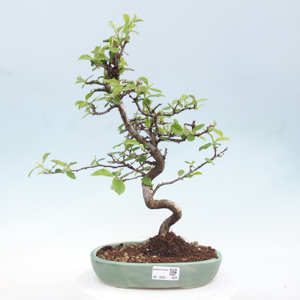 Bonsai da esterno - Chaneomeles chinensis