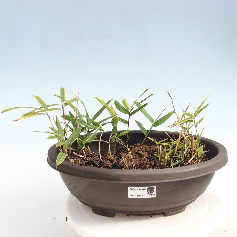 Bonsai da esterno - Sasaella masamuneana Albostriata - Bambù