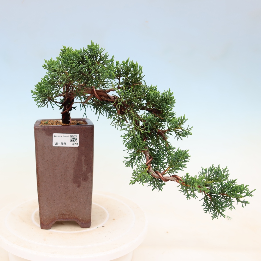 Bonsai da esterno - Juniperus chinensis Kishu