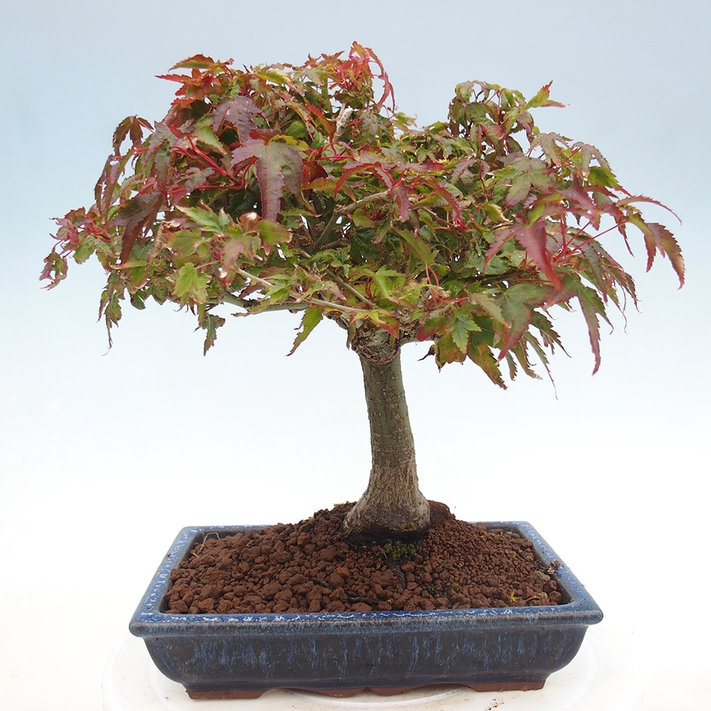 Acer palmatum KIOHIME - Acero palmato