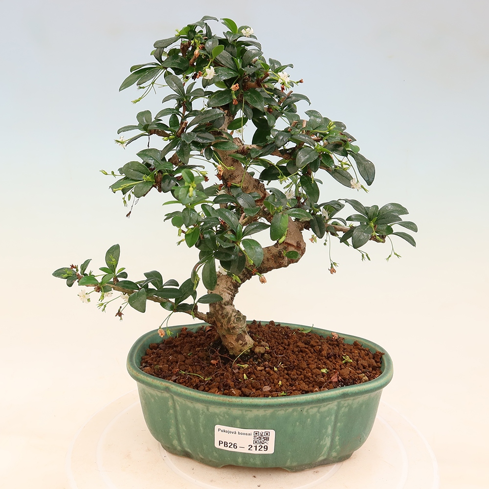 Camera bonsai - Carmona macrophylla - Tea fuki