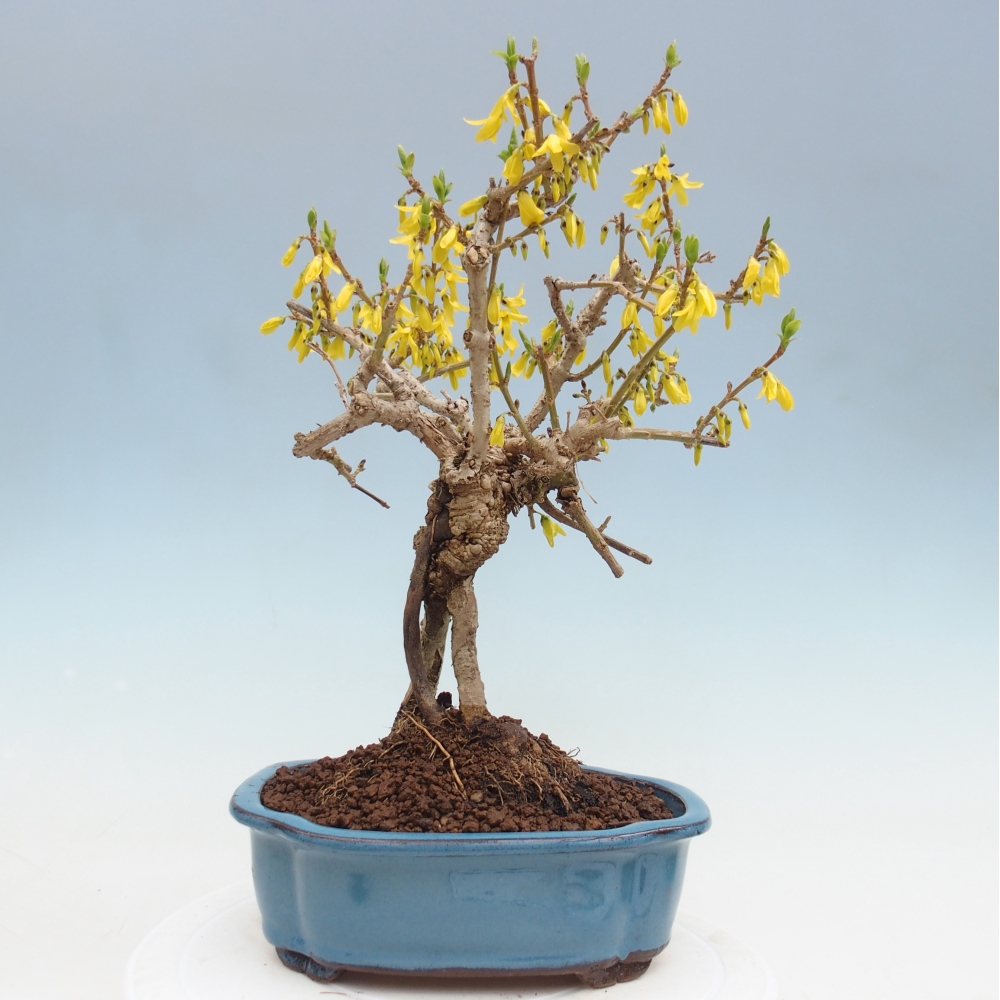 Bonsai da esterno - Zlatice - Forsythia koreana