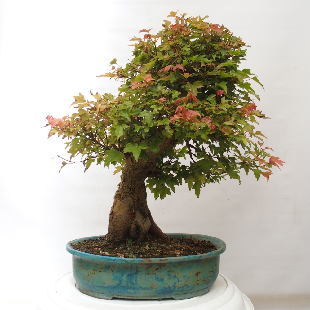 Bonsai da esterno - Acer Buergerianum - Acero di Burger