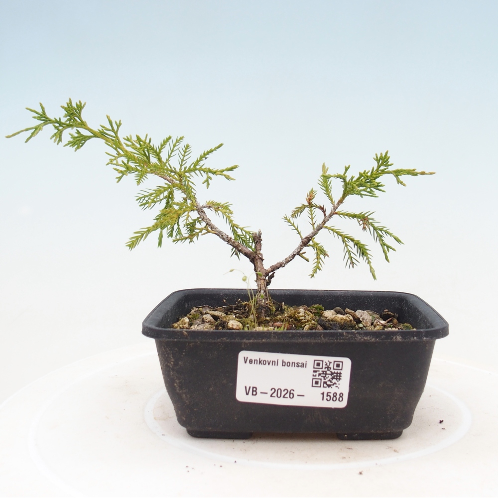 Bonsai da esterno - Juniperus chinensis Itoigawa