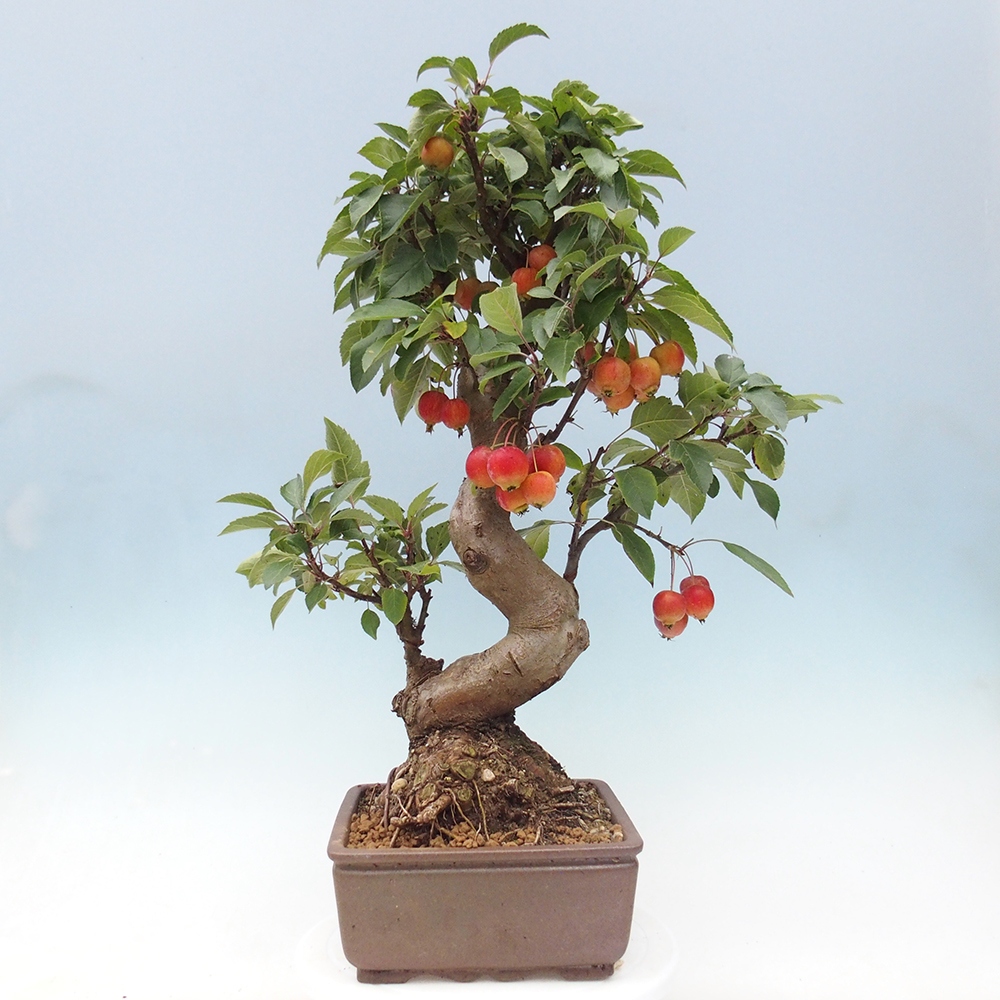 Bonsai da esterno -Malus halliana - Melo a frutto piccolo