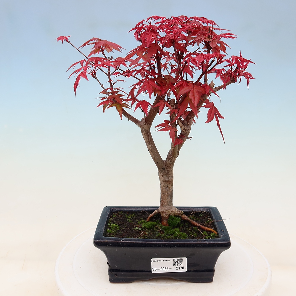 Bonsai da esterno - Acer palmatum DESHOJO